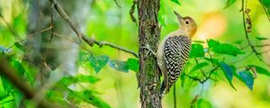 Превью обои птица, дерево, кора, дикая природа, листья