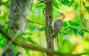 Превью обои птица, дерево, кора, дикая природа, листья