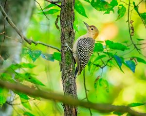 Превью обои птица, дерево, кора, дикая природа, листья