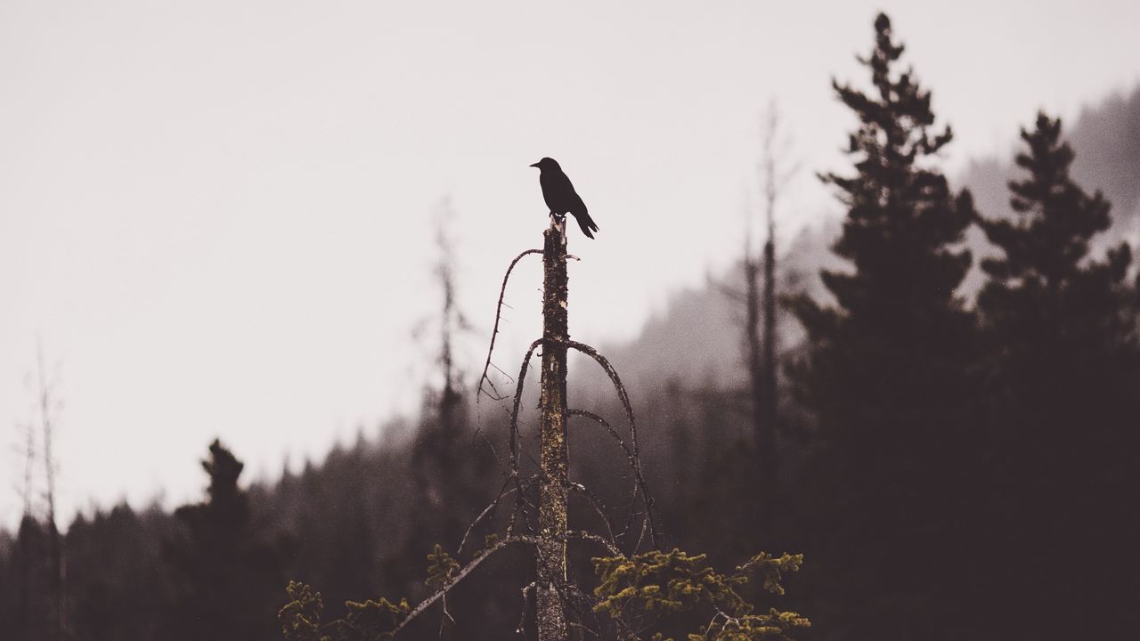 Обои птица, дерево, мрачный, сломанный, лес, одинокий
