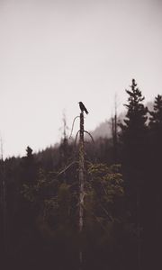 Превью обои птица, дерево, мрачный, сломанный, лес, одинокий