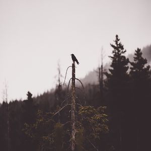Превью обои птица, дерево, мрачный, сломанный, лес, одинокий