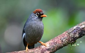 Превью обои птица, дерево, ветка, перья, серый