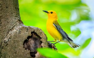 Превью обои птица, дерево, желтый, природа