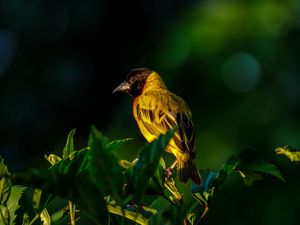 Превью обои птица, дикая природа, листья
