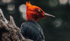 Превью обои птица, экзотический, дикая природа