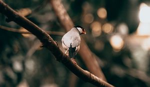 Превью обои птица, экзотический, ветка, дерево, дикая природа