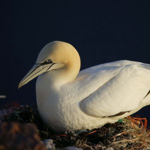 Превью обои птица, гнездо, чайка