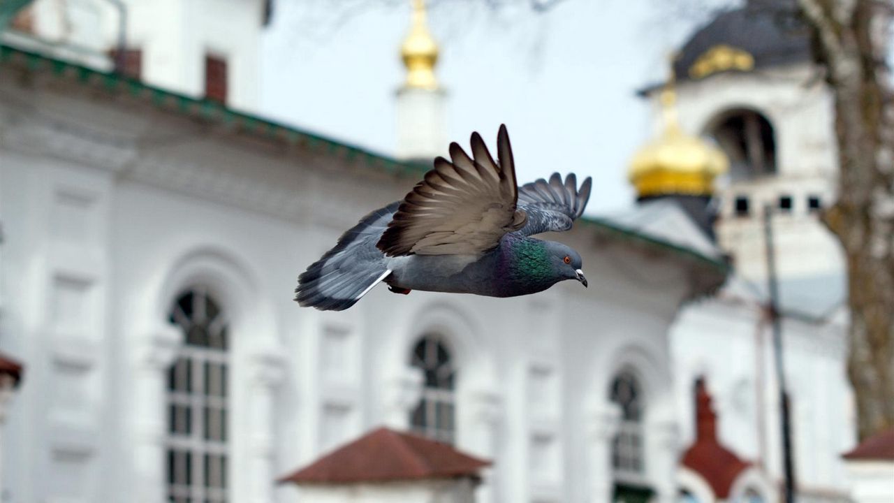 Обои птица, голубь, полёт, храм, церковь, часовня