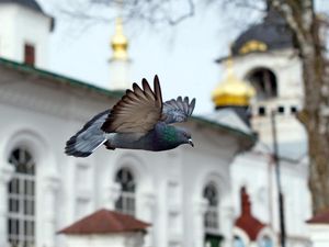 Превью обои птица, голубь, полёт, храм, церковь, часовня