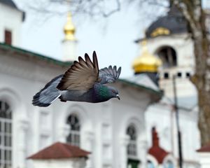 Превью обои птица, голубь, полёт, храм, церковь, часовня