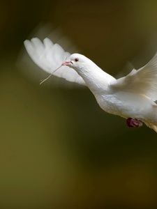 Превью обои птица, голубь, взмах, крылья, белый голубь