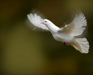Превью обои птица, голубь, взмах, крылья, белый голубь