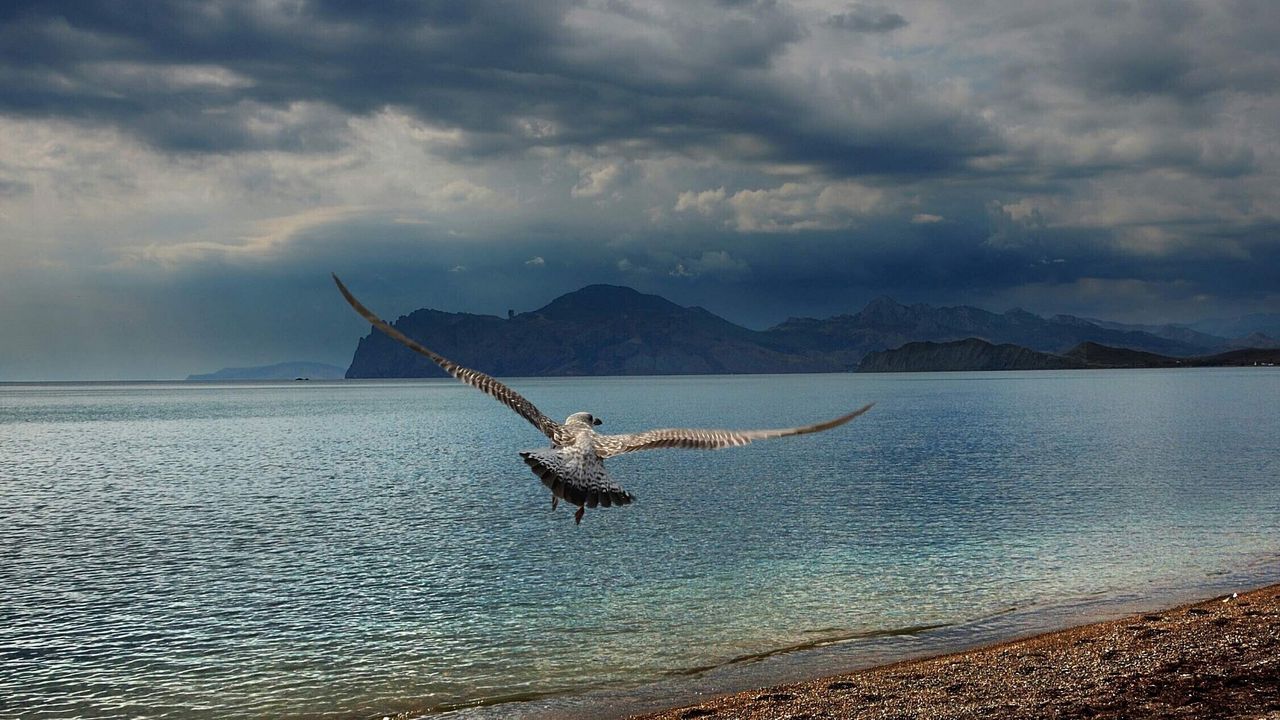 Обои птица, хищник, море, полет, крылья, взмах, горы, берег