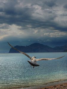 Превью обои птица, хищник, море, полет, крылья, взмах, горы, берег