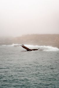 Превью обои птица, хищник, полет, море, скалы