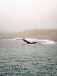 Превью обои птица, хищник, полет, море, скалы