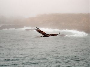 Превью обои птица, хищник, полет, море, скалы