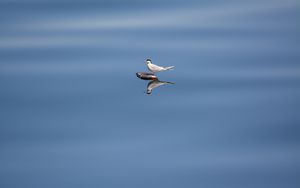 Превью обои птица, камень, вода, отражение, дикая природа, минимализм