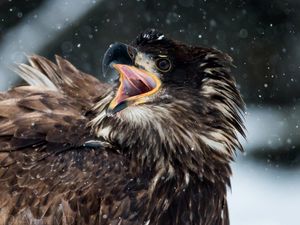 Превью обои птица, клюв, агрессия, перья