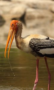 Превью обои птица, клюв, крылья, перья