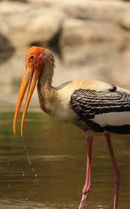 Превью обои птица, клюв, крылья, перья