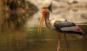 Превью обои птица, клюв, крылья, перья