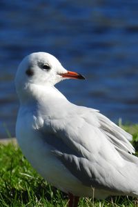 Превью обои птица, клюв, море