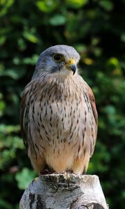 Превью обои птица, клюв, перья, хищник