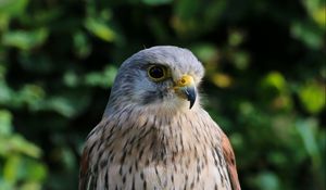 Превью обои птица, клюв, перья, хищник
