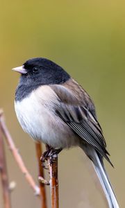 Превью обои птица, клюв, перья, дерево