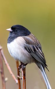 Превью обои птица, клюв, перья, дерево