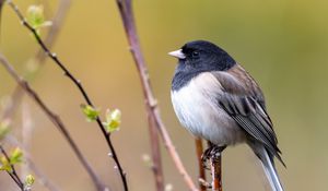 Превью обои птица, клюв, перья, дерево