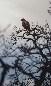 Превью обои птица, клюв, ветка, перья