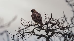 Превью обои птица, клюв, ветка, перья