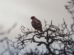 Превью обои птица, клюв, ветка, перья