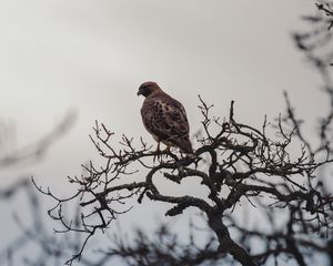 Превью обои птица, клюв, ветка, перья