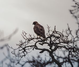 Превью обои птица, клюв, ветка, перья