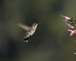 Превью обои птица, колибри, насекомое, цветок, пчела, розовый, зелень