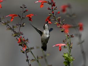 Превью обои птица, колибри, цветы, красные