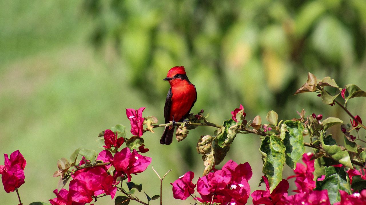 Обои птица, красный кардинал, красная, цветы