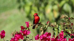 Превью обои птица, красный кардинал, красная, цветы