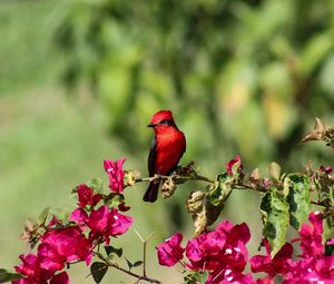 Превью обои птица, красный кардинал, красная, цветы