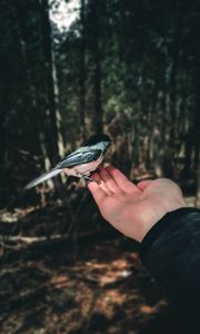 Превью обои птица, ладонь, рука, лес, фокус