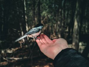 Превью обои птица, ладонь, рука, лес, фокус