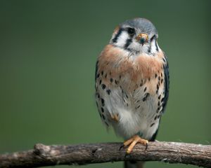 Превью обои птица, маленький, дерево, сидеть