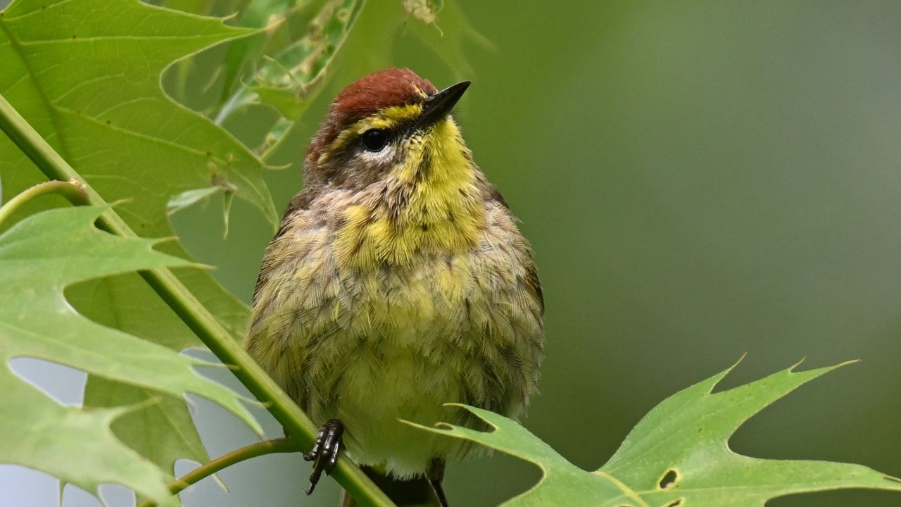 Обои птица, маленький, листья, ветка, дерево