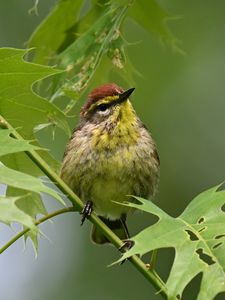 Превью обои птица, маленький, листья, ветка, дерево