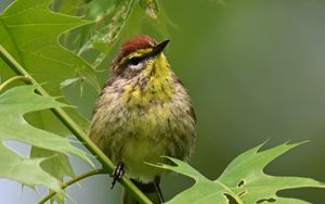 Превью обои птица, маленький, листья, ветка, дерево