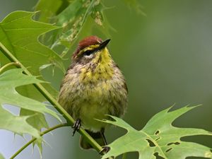 Превью обои птица, маленький, листья, ветка, дерево